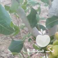 فروش ترکه پسته همه رقم در رفسنجان در گروه پسته - کوهی شامی خام اکبری تازه کله قوچی در یکمیوه