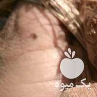 فروش پیاز زعفران درشت و سالم تربت حیدریه در مشهد در گروه خرید فروش عمده زعفران - قائنات قیمت خراسان بهرامن گرم در یکمیوه