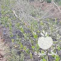 فروش نهال پسته در قزوین در گروه خرید فروش نهال - انواع گردو پسته بادام سلطانی انگور در یکمیوه