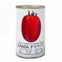 فروش بذر گوجه فرنگی سما در اردبیل در گروه خرید فروش بذر - انواع محصول کشاورزی گوجه کتان میوه درخت در یکمیوه