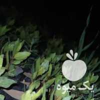 فروش نهال پسته قزوین بوئین زهرا در گروه خرید فروش نهال - انواع گردو پسته بادام سلطانی انگور در یکمیوه