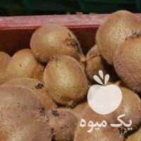 فروش کیوی ریز و دوقلو در رودسر در گروه خرید فروش عمده کیوی - صادراتی مازندران تنکابن تالش در یکمیوه