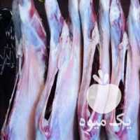 فروش گوشت گوسفندی و گوساله در شیراز در گروه گاو و گوسفند و میش و بز کهره گوساله سمینتال در یکمیوه