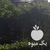 فروش نهال کیوی هایوارد در تنکابن در گروه خرید فروش نهال - انواع گردو پسته بادام سلطانی انگور در یکمیوه