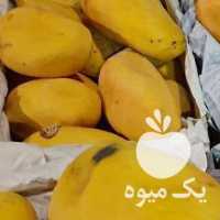 فروش انبه آناناس گلابی انگور یاقوتی در تهران در گروه خرید فروش عمده انگور - یاقوتی شانی عسگری بی دانه قرمز در یکمیوه