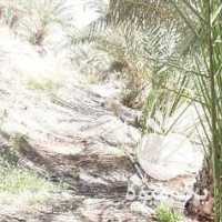 فروش انواع پاجوش خرما همراه با ارسال در کرمان  در گروه خرید فروش عمده خرما - کبکاب تازه زاهدی خشک خارک در یکمیوه