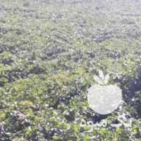 فروش سیب زمینی بذری و خوراکی در همدان در گروه خرید فروش عمده سیب زمینی - زودرس دیررس آگریا اسپریت اردبیل همدان در یکمیوه