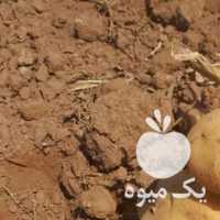 فروش سیب زمینی بذری در همدان در گروه خرید فروش عمده سیب زمینی - زودرس دیررس آگریا اسپریت اردبیل همدان در یکمیوه