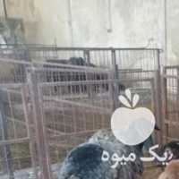 فروش 150 راس گوسفند در تهران در گروه گاو و گوسفند و میش و بز کهره گوساله سمینتال در یکمیوه