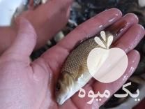 فروش بچه ماهی کپور سایز 3 بند در کرج در گروه انواع ماهی - سالمون شیر کپور قرمز شوریده سفید گوپی مرکب در یکمیوه -عکس1