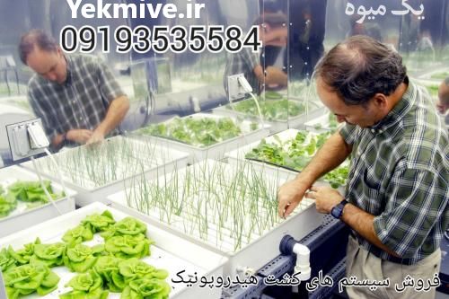 فروش سیستم های کشت هیدروپونیک سبزیجات و علوفه در تهران در گروه خوراک دام و طیور - پرواری شیری علوفه یونجه در یکمیوه -عکس1