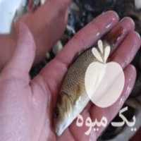 فروش بچه ماهی کپور سایز 3 بند در کرج در گروه انواع ماهی - سالمون شیر کپور قرمز شوریده سفید گوپی مرکب در یکمیوه