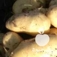 فروش بذر سیب زمینی در همدان در گروه خرید فروش بذر - انواع محصول کشاورزی گوجه کتان میوه درخت در یکمیوه