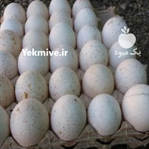 فروش تخم نطفه دار با شرایط ویژه و تخفیف عالی در آذربایجان غربی در گروه انواع تخم ها - مرغ بوقلمون پرنده عمده کشاورزی در یکمیوه -عکس1