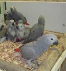 فروش تخم نطفه دار طوطی کاسکو  دارای ضمانت نامه محصول در آذربایجان غربی در گروه انواع تخم ها - مرغ بوقلمون پرنده عمده کشاورزی در یکمیوه -عکس1