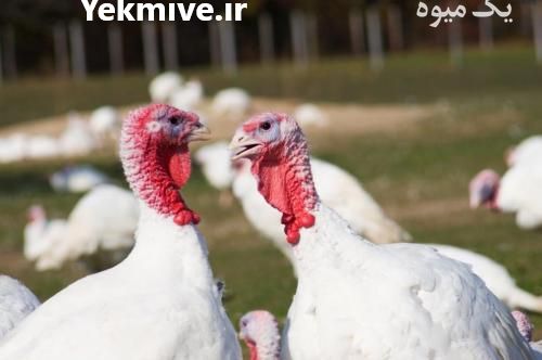 قیمت بوقلمون بیوتی - فروش جوجه بوقلمون - طیور در تهران در گروه مرغ و خروس و بوقلمون و اردک قو قاز در یکمیوه -عکس1