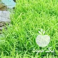 فروش نشاء توم ،  تیم برنج هاشمی در رشت در گروه خرید فروش نشا - انواع گوجه برنج کاهو پیاز کاری فرنگی در یکمیوه