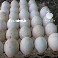 فروش تخم نطفه دار با شرایط ویژه و تخفیف عالی در آذربایجان غربی در گروه انواع تخم ها - مرغ بوقلمون پرنده عمده کشاورزی در یکمیوه