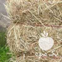 آگهی مشابه فروش کاه برنج خشک و سفید در رشت در گروه خوراک دام و طیور - پرواری شیری علوفه یونجه در یکمیوه