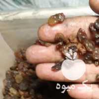 فروش پخش کشمش آفتابی و شیره انگور در تهران در گروه آجیل - فروش عمده محصولات در یکمیوه