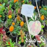 فروش انواع گل کاج سرو و انواع درخت و نهال مرکبات و میوه های مختلف در مرزیکلا در گروه خرید فروش نهال - انواع گردو پسته بادام سلطانی انگور در یکمیوه