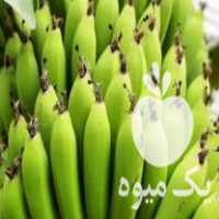 فروش نهال موز گاواندیش پاپایا ماکادمیا گواوا فیجوا در بابلسر در گروه خرید فروش نهال - انواع گردو پسته بادام سلطانی انگور در یکمیوه