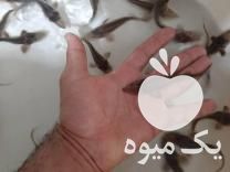 عمده و مستقیم فروش بچه ماهی کپور طلایی و  در مشهد در گروه ماهی کپور - ماهیان معمولی علف خوار پرورشی خرید و فروش در یکمیوه -عکس1