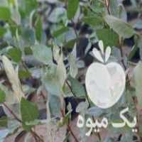 فروش نهال پسته یکساله درجه یک تضمینی در بوئین زهرا در گروه خرید فروش نهال - انواع گردو پسته بادام سلطانی انگور در یکمیوه