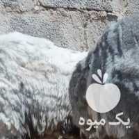 فروش گوسفند  در ارومیه در گروه گاو و گوسفند و میش و بز کهره گوساله سمینتال در یکمیوه