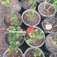 گلفروشی رز فروش گل و درخت در تهران در گروه خرید فروش عمده گیاهان زینتی - گرمسیری آپارتمانی باغچه آب در یکمیوه