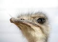 فروش قیمت جوجه شترمرغ سه ماهه در تهران در گروه مرغ و خروس و بوقلمون و اردک قو قاز در یکمیوه -عکس1