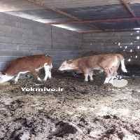 خرید و فروش گوساله در کرمانشاه در گروه گاو و گوسفند و میش و بز کهره گوساله سمینتال در یکمیوه
