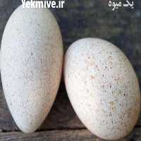 فروش تخم بوقلمون در تهران در گروه مرغ و خروس و بوقلمون و اردک قو قاز در یکمیوه