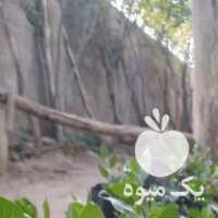 فروش نهال پسته در قزوین در گروه خرید فروش نهال - انواع گردو پسته بادام سلطانی انگور در یکمیوه