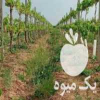 فروش پایه بتنی باغی پایه بتنی داربست باغات کیوی تیرک بتنی در ساری در گروه خرید فروش اتصالات و تجهیزات آبیاری - شیر لوله نوار در یکمیوه