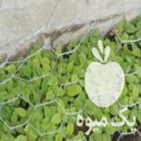 فروش نهال کیوی هایوارد   قیمت مناسب در تنکابن در گروه خرید فروش نشا - انواع گوجه برنج کاهو پیاز کاری فرنگی در یکمیوه