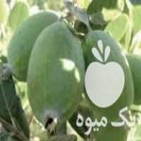 فروش نهال آووکادو و انواع مختلف بذری و پیوندی نهال های استوا در کرمان  در گروه خرید فروش نهال - انواع گردو پسته بادام سلطانی انگور در یکمیوه