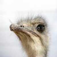 فروش قیمت جوجه شترمرغ سه ماهه در تهران در گروه مرغ و خروس و بوقلمون و اردک قو قاز در یکمیوه