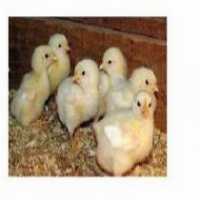 فروش انواع جوجه یک روزه و نیمچه و لوازم مرغداری - طیور در تهران در گروه تجهیزات دام و طیور - خرید فروش نو دسته دوم در یکمیوه