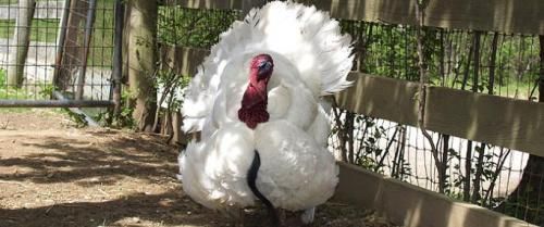 فروش عمده بوقلمون در انواع نژادها - طیور در تهران در گروه مرغ و خروس و بوقلمون و اردک قو قاز در یکمیوه -عکس1