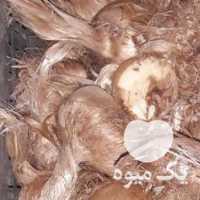 فروش پیاز زعفران گلخانه‌ای و درشت در مشهد در گروه خرید فروش عمده زعفران - قائنات قیمت خراسان بهرامن گرم در یکمیوه