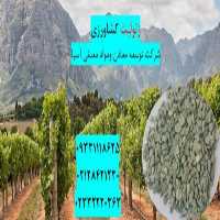 فروش زئولیت مخصوص کشاورزی در تهران در گروه خرید و فروش عمده انواع محصولات کشاورزی و دامداری در یکمیوه