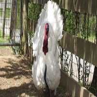 فروش عمده بوقلمون در انواع نژادها - طیور در تهران در گروه مرغ و خروس و بوقلمون و اردک قو قاز در یکمیوه