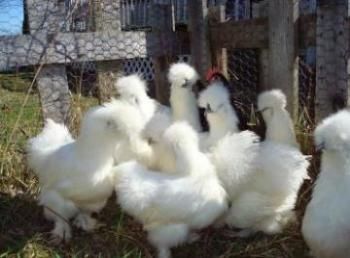 فروش تخم نطفه دار مرغ و قرقاول-شرایط ویژه و تخفیف عالی در تهران در گروه انواع تخم ها - مرغ بوقلمون پرنده عمده کشاورزی در یکمیوه -عکس1