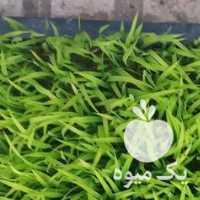 فروش نشای برنج رقم هاشمی در رشت در گروه خرید فروش نشا - انواع گوجه برنج کاهو پیاز کاری فرنگی در یکمیوه