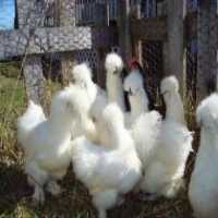 فروش تخم نطفه دار مرغ و قرقاول-شرایط ویژه و تخفیف عالی در تهران در گروه انواع تخم ها - مرغ بوقلمون پرنده عمده کشاورزی در یکمیوه