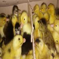 فروش جوجه یکروزه اردک پکنی ورامینی در تهران در گروه مرغ و خروس و بوقلمون و اردک قو قاز در یکمیوه