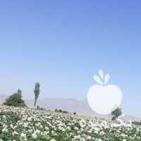 فروش سیب زمینی بذر 97 بامبا در همدان در گروه خرید فروش عمده سیب زمینی - زودرس دیررس آگریا اسپریت اردبیل همدان در یکمیوه