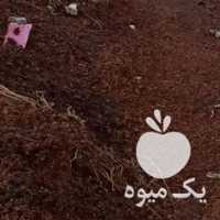 فروش هسته خرما برای دام در بوشهر در گروه خرید فروش عمده خرما - کبکاب تازه زاهدی خشک خارک در یکمیوه