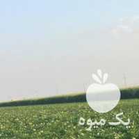 فروش سیب زمینی بذری در کرمانشاه در گروه خرید فروش عمده سیب زمینی - زودرس دیررس آگریا اسپریت اردبیل همدان در یکمیوه